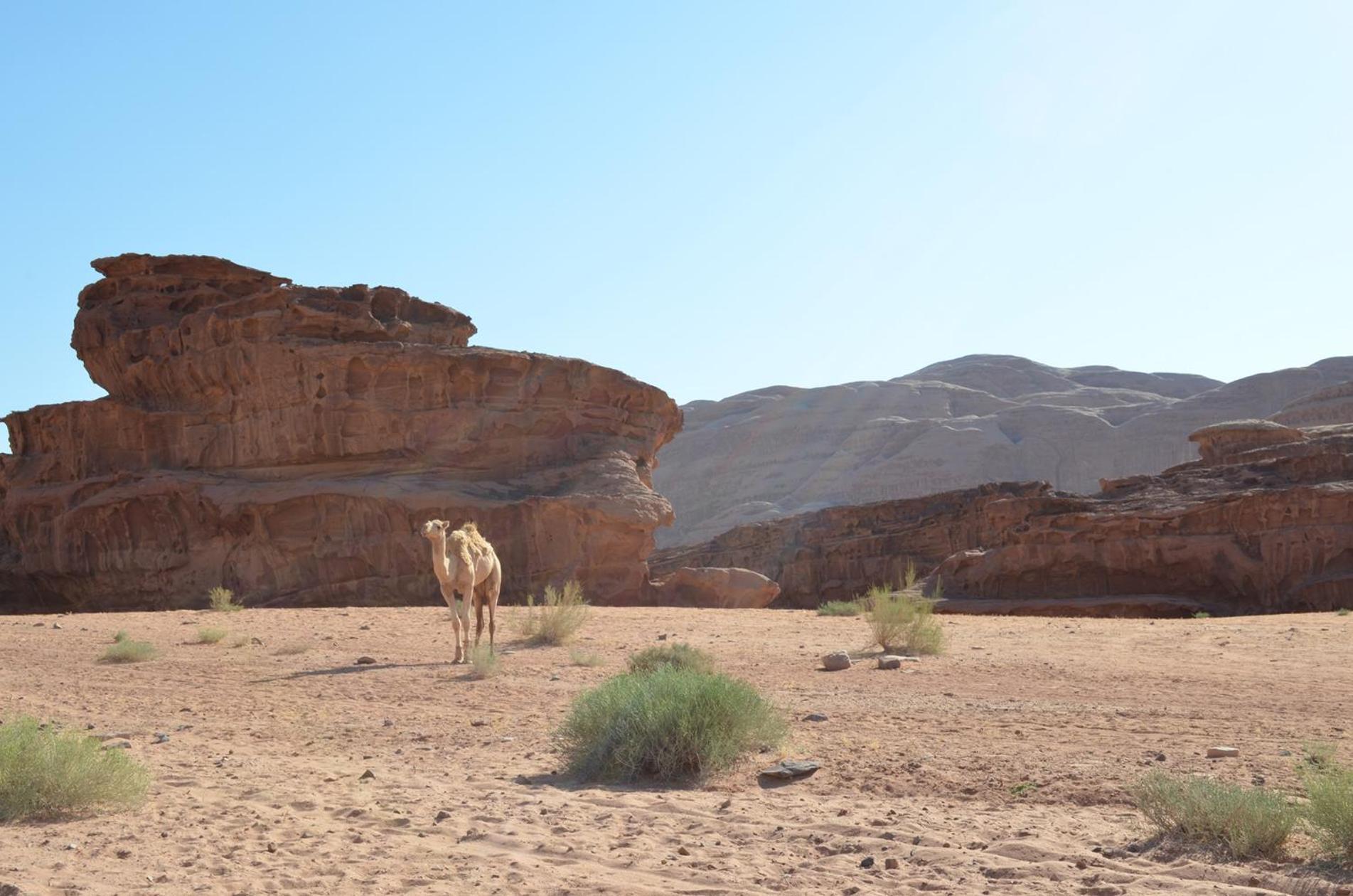Wadi Rum Mundo Camp Aqaba Exterior photo